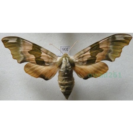 Mimas tiliae (Linnaeus, 1758) Nastrosz lipowiec Poland90f